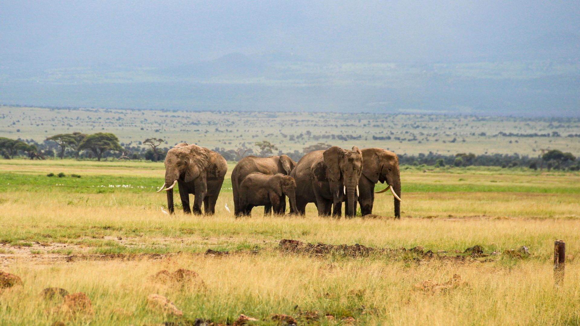 Elephant herd crossing the Amboseli plains beneath Kilimanjaro