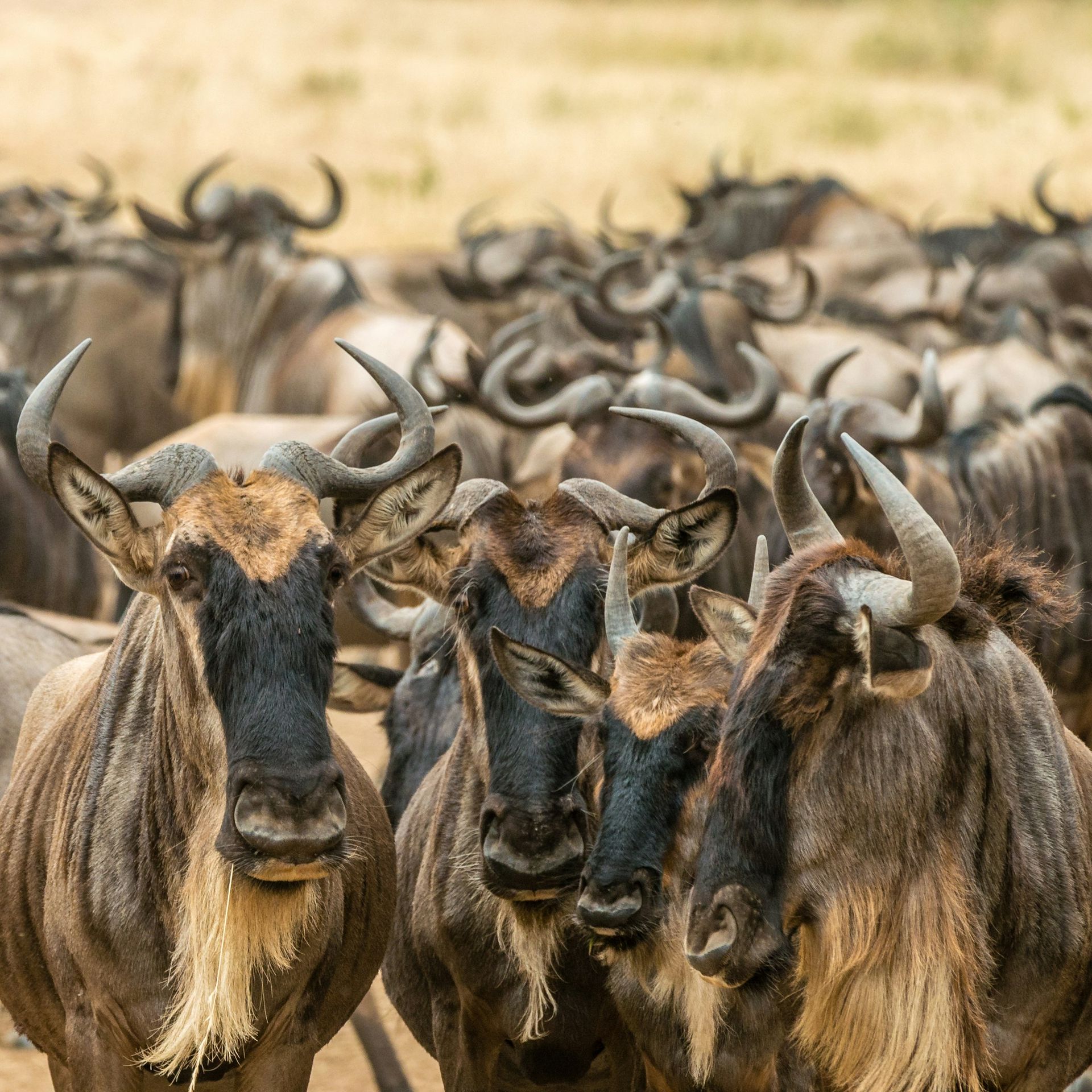 Wildebeest herd crossing the Maasai Mara