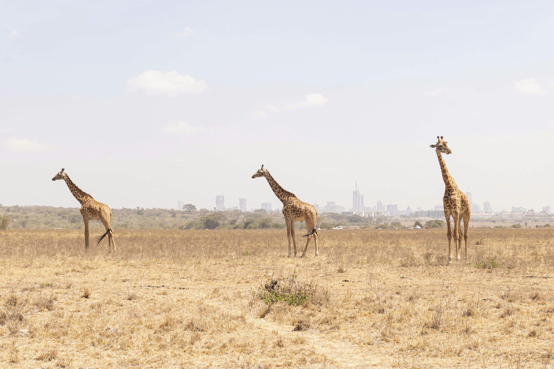 Giraffes walking through Nairobi National Park with the city skyline behind