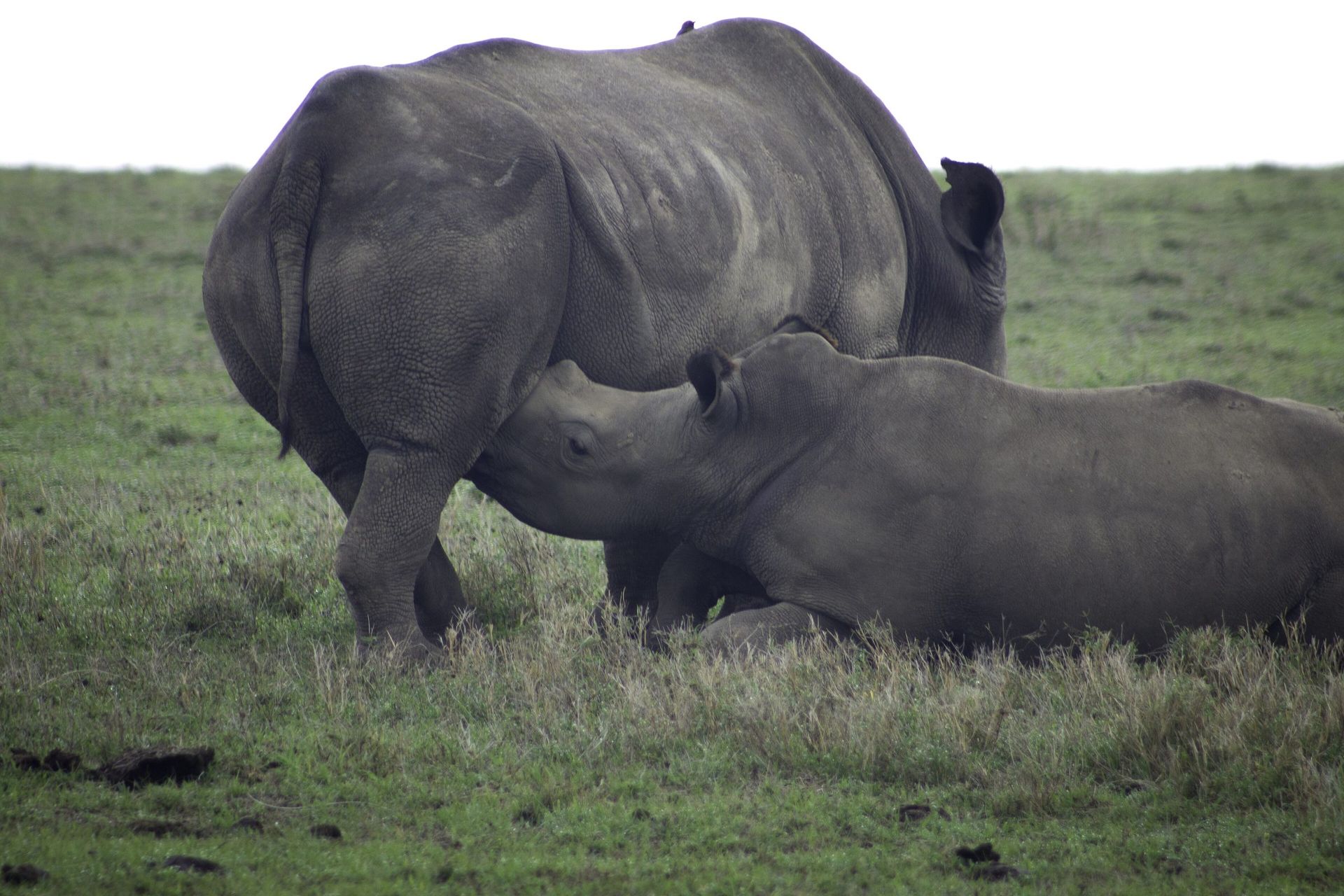 Northern Safari & Rhino Haven